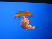 Фотография Касьяновой Дианы