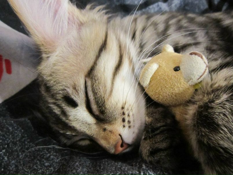 Елена Басарина фотография #25