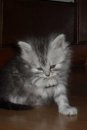 Кот Салтыков фотография #34 (источник - https://vk.com/id82408447)