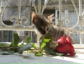 Анастасія Хонякіна фотография #25 (источник - https://vk.com/id7409281)