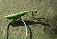 Фотография Ok Svet