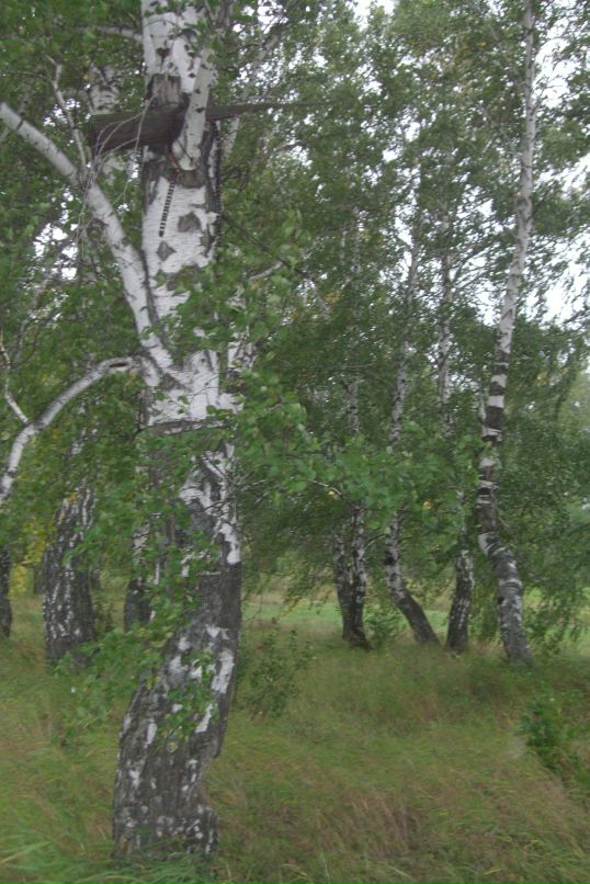 Лина Ли фотография #45