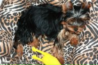 Фотография Григорьева Юля