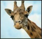 Фотография Пилипец Ларисы