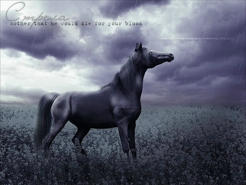 Стрела Лошадь фотография #26