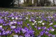 Elena Hellauri фотография #11 (источник - https://vk.com/id355830)